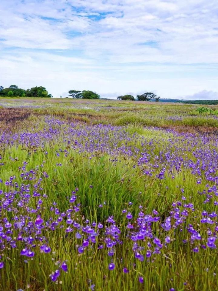 Want To See 850+ Wildflowers in Full Bloom? Visit Kaas Plateau: Tickets, Routes & Timings