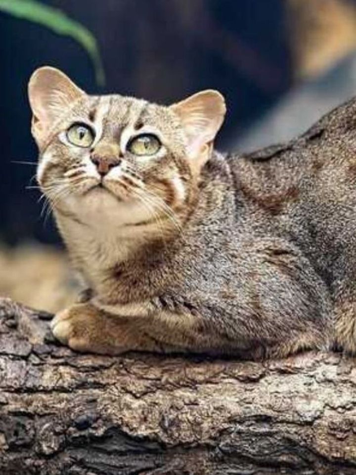 Small Enough to Fit in Your Hand: World’s Smallest Wild Cat Spotted in Purulia