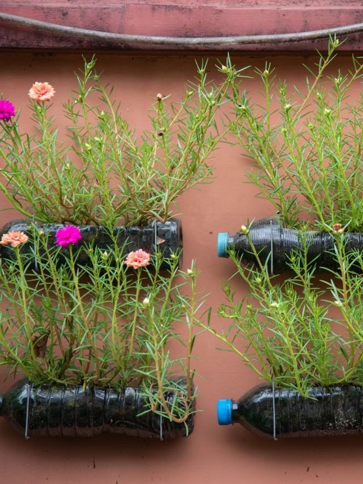 How To Build a Stunning Vertical Garden Using Discarded Plastic Bottles