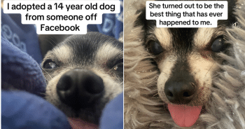 Senior Chihuahua Abandoned by Owner Finds Love and Peace in Her Final Days