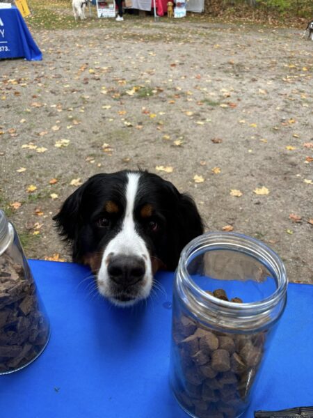 Enjoy a howlin’ good time while helping animals in need at Pet-Oberfest