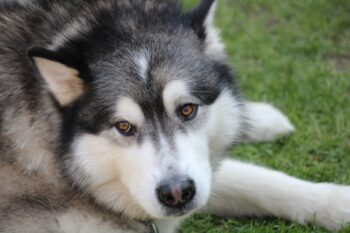 10 Best Snout Soothers For Alaskan Malamutes