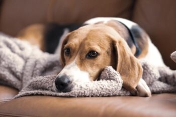 The 9 Best Beds For Senior American English Coonhounds