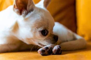 If your dog licks its paws often it may be trying to tell you something serious
