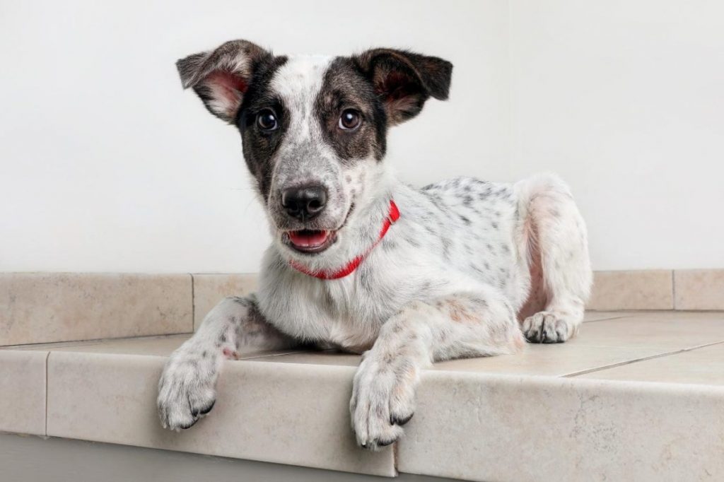 The 9 Best Beds For Senior Australian Cattle Dogs