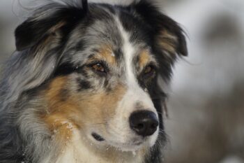 10 Best Snout Soothers For Australian Shepherds