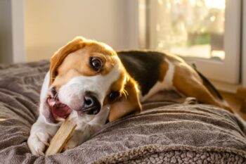 9 Best Bully Sticks for Beagles