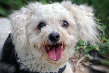 10 Best Snout Soothers For Bichon Frises