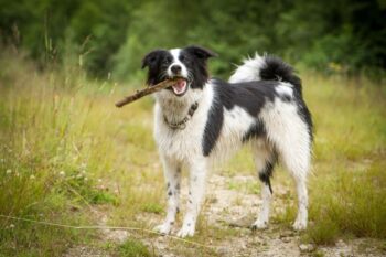 9 Best Bully Sticks for Border Collies