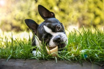 9 Best Bully Sticks for Boston Terriers
