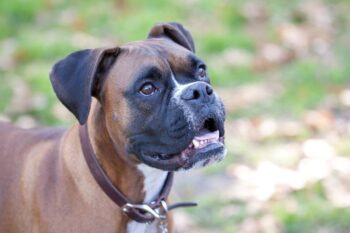 9 Best Bully Sticks for Boxers