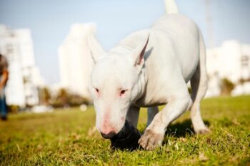9 Best Bully Sticks for Bull Terriers