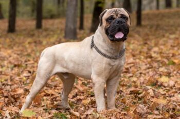 The 15 Best Bullmastiff Products For Travel