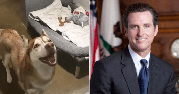 California Governor Newsom Signs Landmark Bills to End Puppy Mills and Protect Cats
