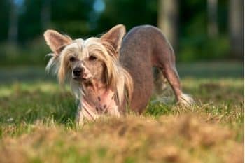 11 Best Chinese Crested Dental Chews