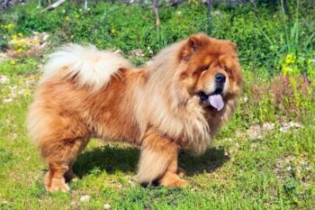 11 Best Chow Chow Dental Chews