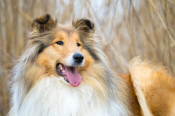 7 Dental Products, Chews, & Toys to Clean Your Collie’s Teeth