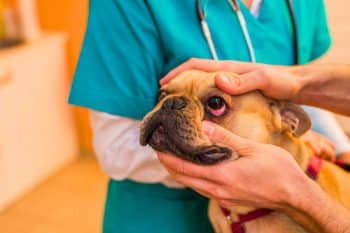 Warning these 9 everyday objects could kill your dog or cat