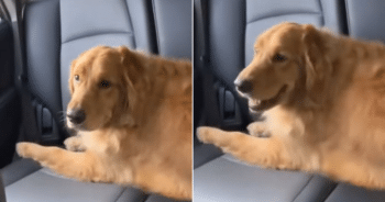 Woman Asks Mom for Dog Grooming Update, But Video She Sends Has Everyone Laughing