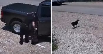 Shelter Cameras Capture Dog’s Heartbreaking Chase After Owner