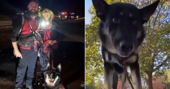 Hero German Shepherd Tracks Missing Toddler for Hours in Freezing Woods