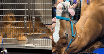 Golden Retriever’s Hilarious Reaction to Horse at Vet Has Millions Laughing Online