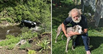 Heroic Dog Runs 4-Miles Through Wilderness to Save His Injured Owner After Car Crash