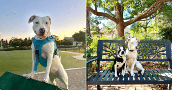 Family Faces Impossible Choice After Deaf Dog Puts Their Other Pet in Danger