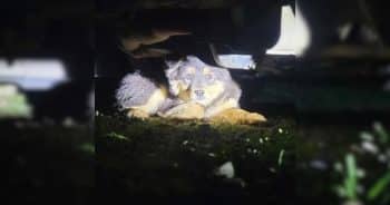 Woman Hears Screams Under Her Car and Finds a Terrified Dog Hiding for Help