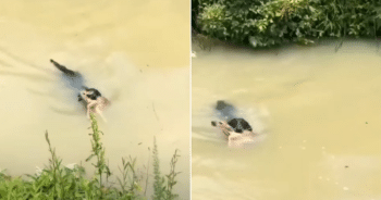 Dog Leaps into Dangerous River to Save a Wild Baby Deer