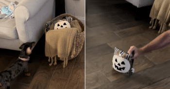 Mini Dachshund’s ‘Terrified’ Reaction to Halloween Pillow Leaves Millions Laughing