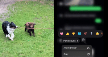 Woman Asks Parents to Watch Her Puppy, Then Gets Hilarious Texts