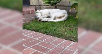 Woman Spots Stray Dog in Her Yard and Changes Her Life Forever