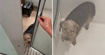 Dog’s Reaction to Joining His Owner in Shower Has Internet Laughing