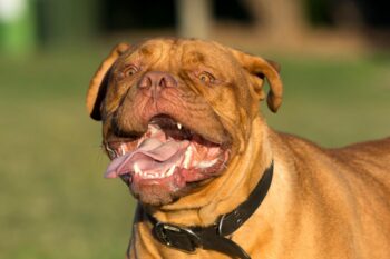 11 Best Dogue De Bordeaux Dental Chews