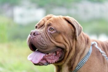 10 Best Snout Soothers For Dogues De Bordeaux