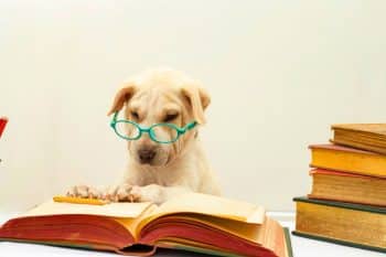 Is your dog on the list? The brainiest breeds (and the not-so-bright) revealed