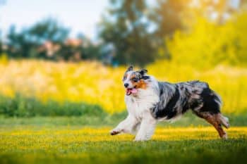 7 dog breeds with stunning beauty number 3 will melt your heart