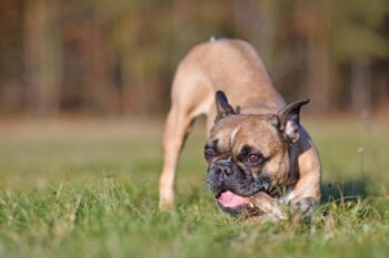 9 Best Bully Sticks for French Bulldogs