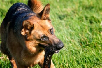 9 Best Bully Sticks for German Shepherds