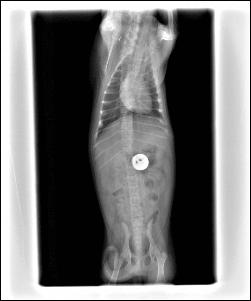 Is It Dangerous If My Dog Eats Strange Things? What Pet Owners Should Know About Pica