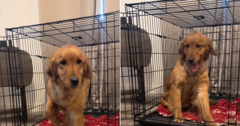 Golden Retriever Dumped for Being “Annoying” Finds Love Again