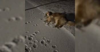 Golden Retriever’s Late-Night Snow Walk with Mom Melts Hearts Online
