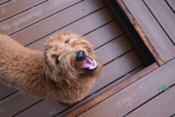 11 Best Goldendoodle Dental Chews