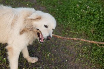 9 Best Bully Sticks for Great Pyrenees