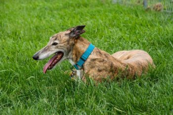 9 Best Bully Sticks for Greyhounds