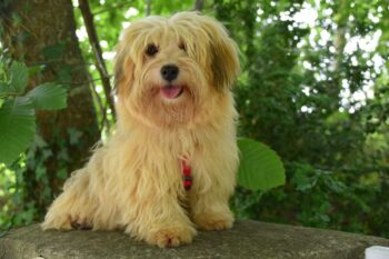 The 13 Best Dog Food Toppers for Havanese