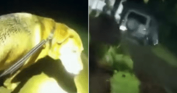 Hero Dog Leads Florida Deputy Straight to Injured Grandmother