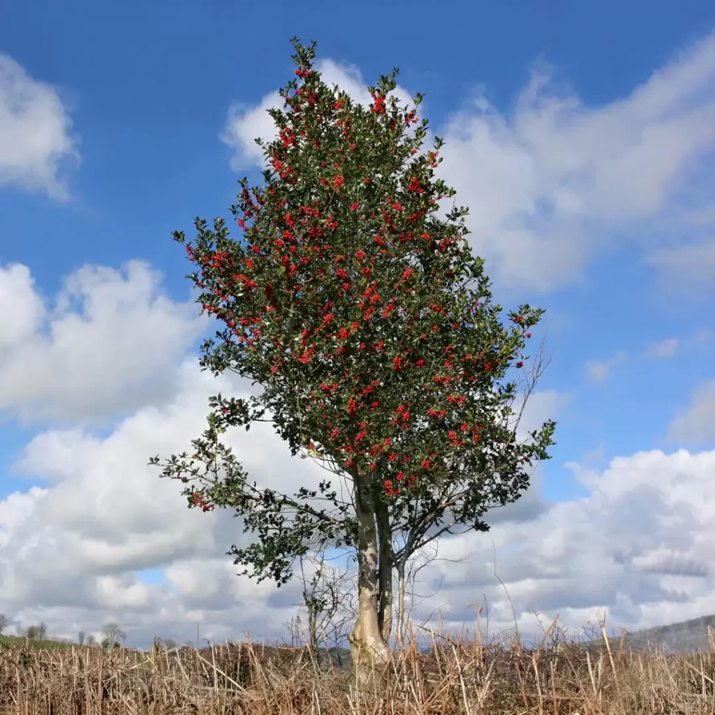 Unlock the Ancient Sacred Power: Why Hollywood Trees Have Been Revered as Magical Guardians for Centuries