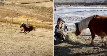 Pregnant Pony Who Once Lashed Out Learns to Love Again After Rescue